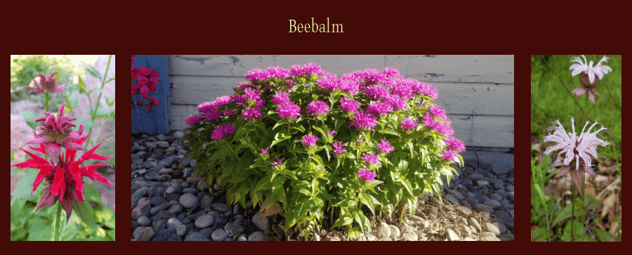 beebalm