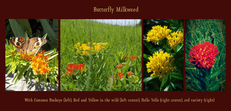 heat loving perennials - butterfly milkweed