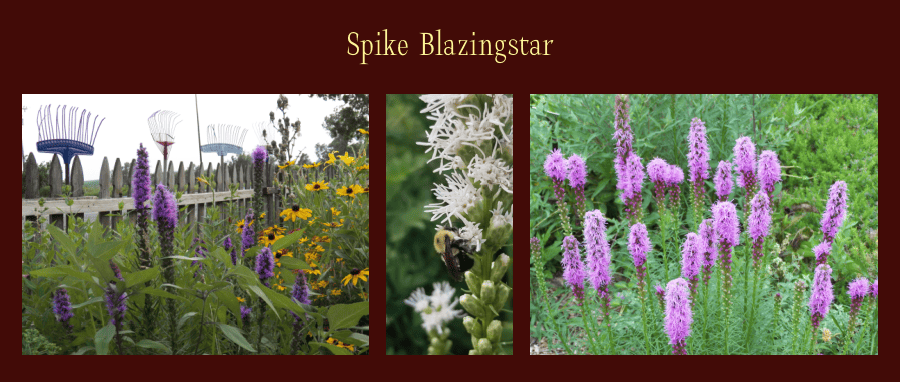 spike blazingstar