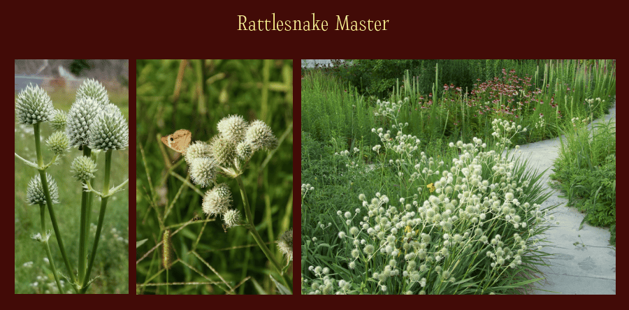 rattlesnake master plants are heat loving perennials