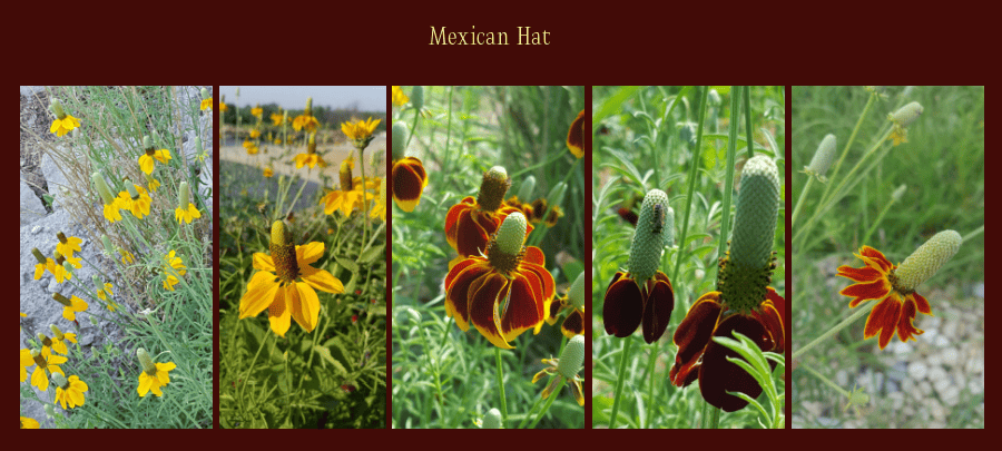 Mexican hat