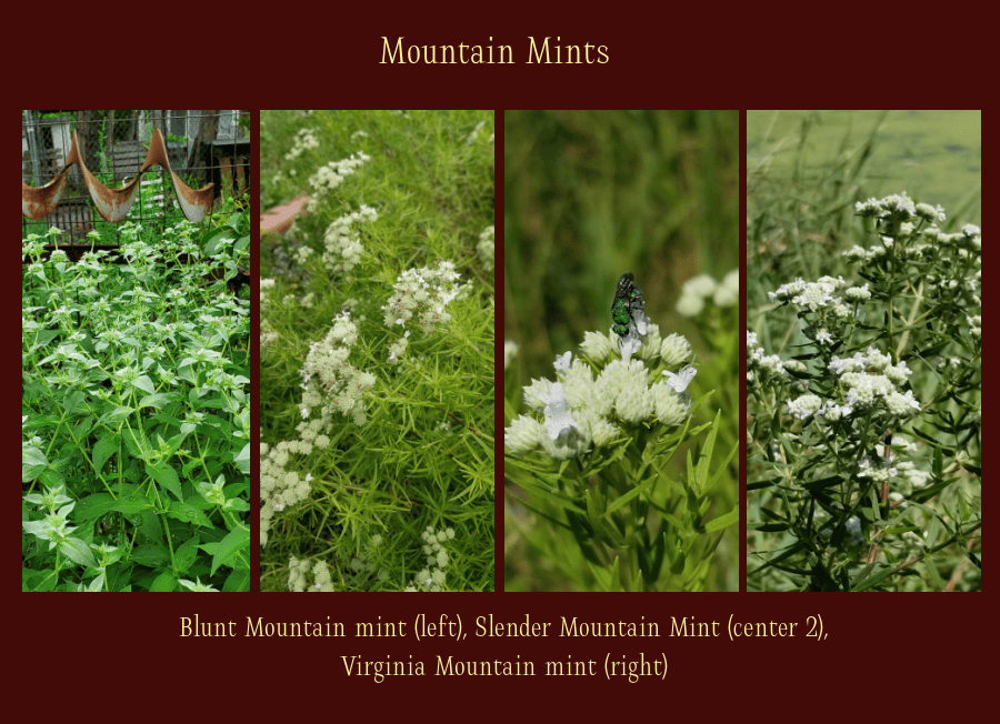 mountain mints are heat loving perennials