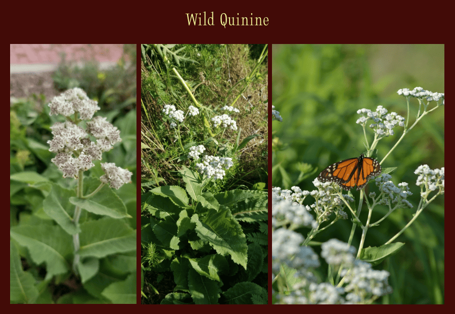 wild quinine