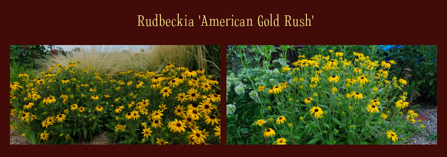 American Gold Rush