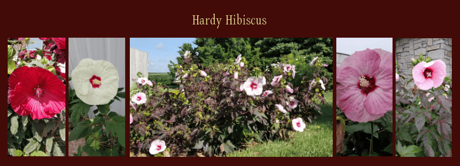hardy hibiscus