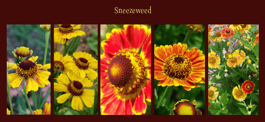 sneezeweeds are heat loving perennials
