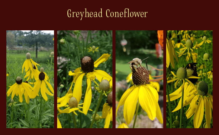 greyhead coneflower