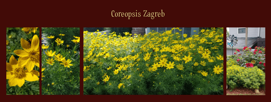 heat loving perennials - Zagreb coreopsis