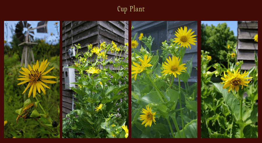 cup plant