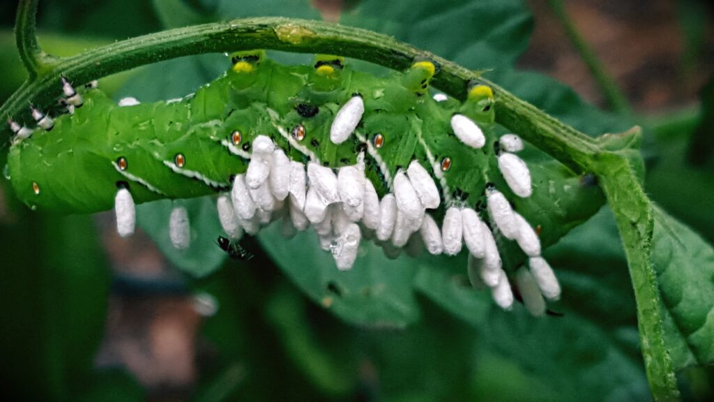 strange insects - parasitized caterpillar