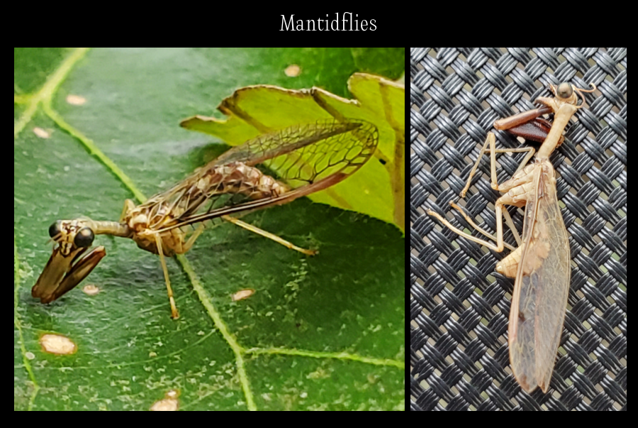 strange insects - mantidflies