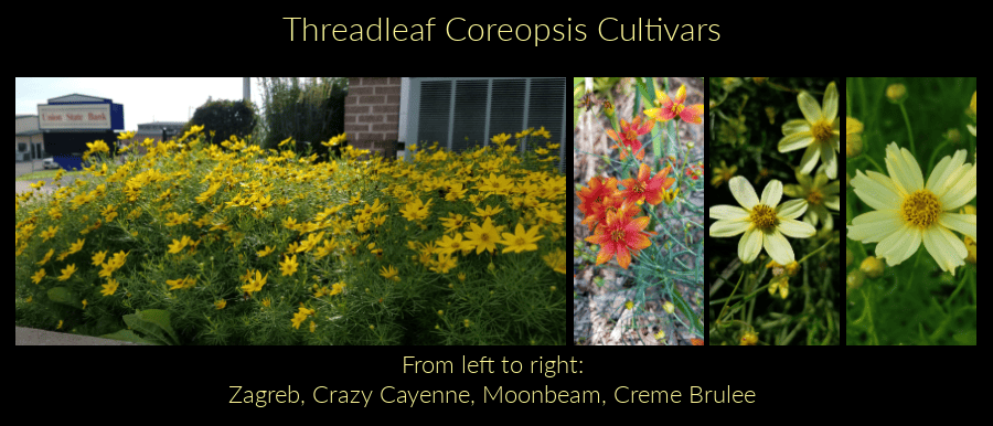 threadleaf coreopsis cultivars