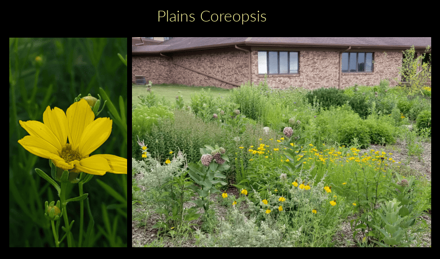 plains coreopsis