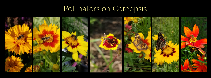 pollinators