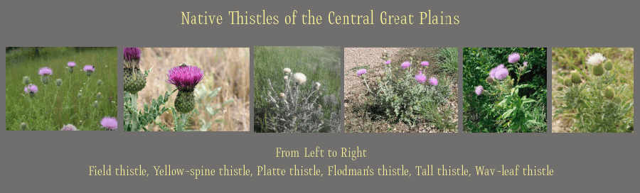 native thistle species