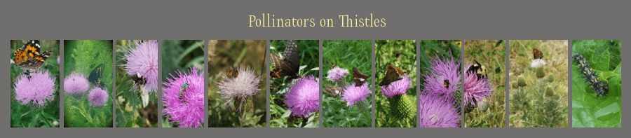 pollinators on thistle plants