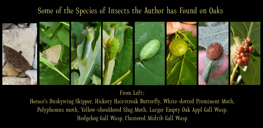 love a tree - benefits of oaks