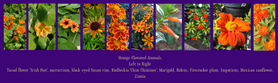 orange flowered annuals