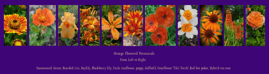 orange flowered perennials