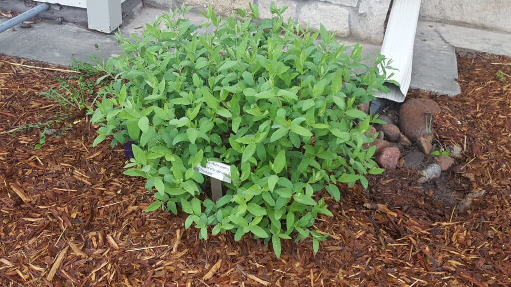 honeyberry growing at Grimm's Gardens