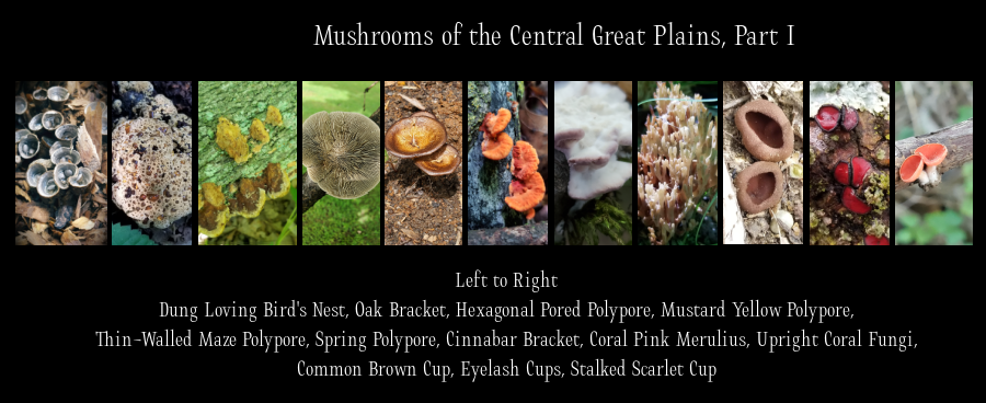 Great Plains fungi