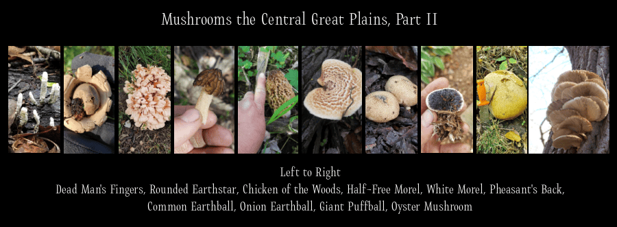 more Great Plains fungi