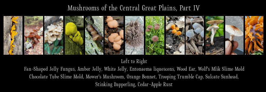 mushrooms of the Great Plains
