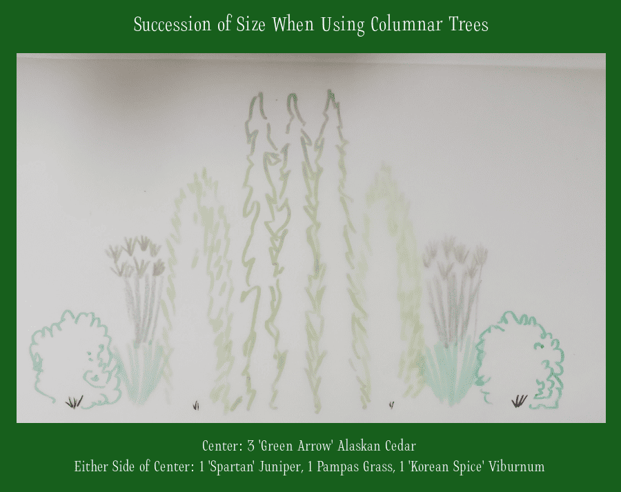 using companion plants with columnar trees