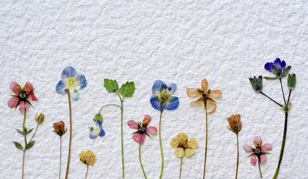 garden preservation with dried flowers