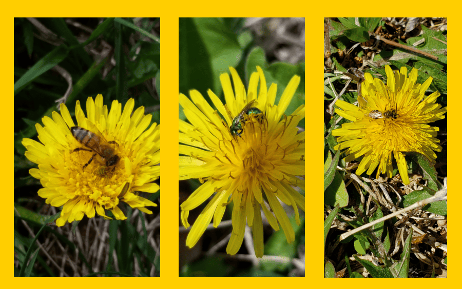 bees on dandelions