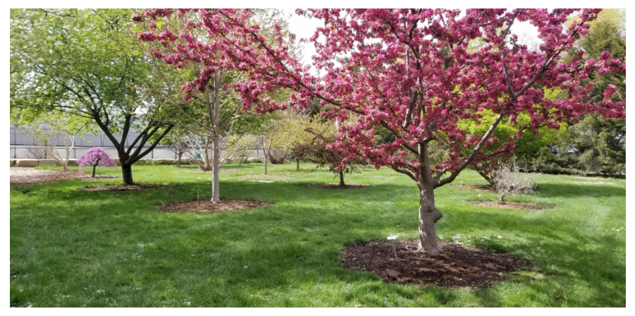 pink flowered crabapple tree