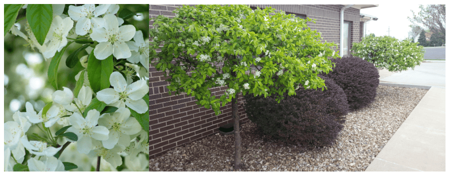 white flowering crabapples