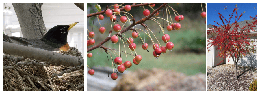 wildlife on crabapples