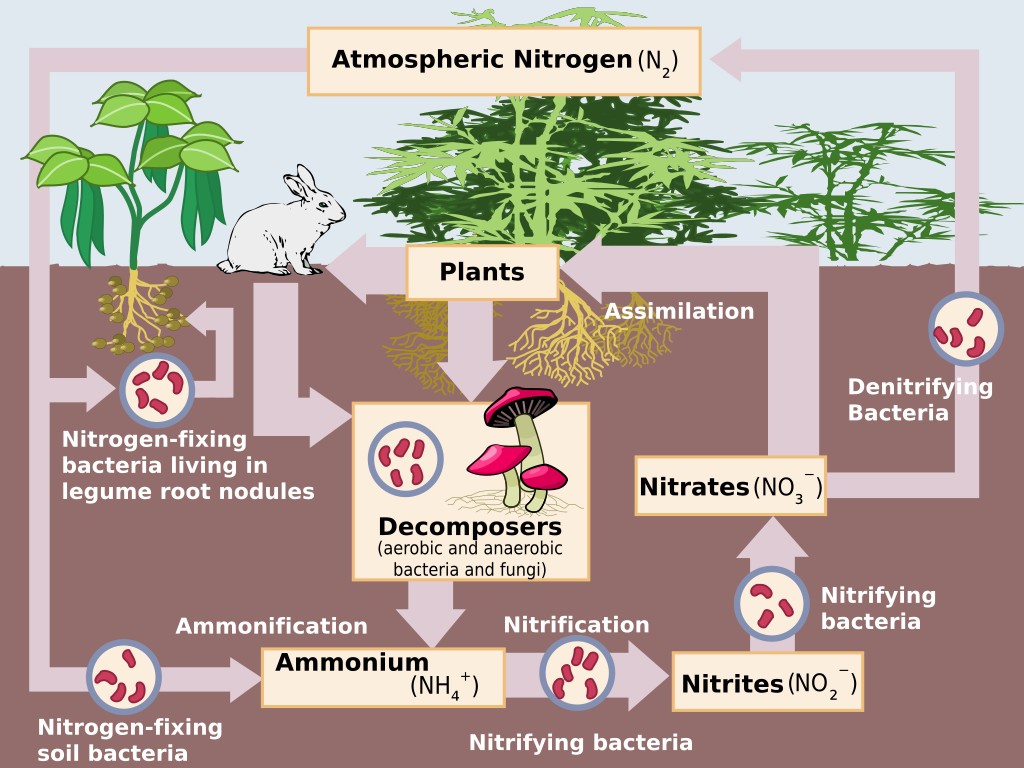 nitrogen fixing cycle