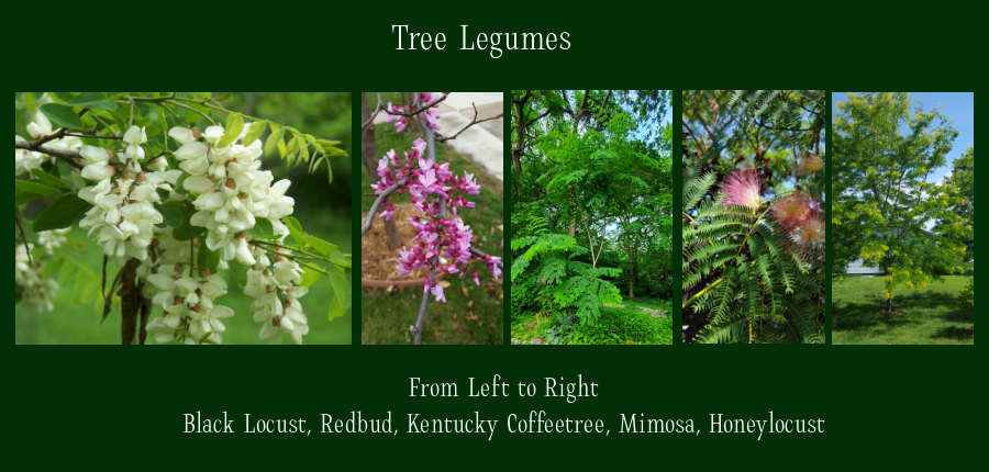 tree legumes