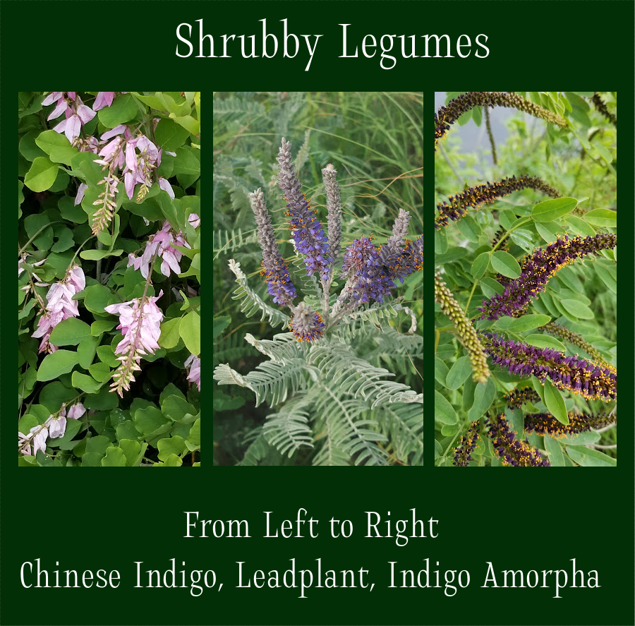 leguminous shrubs