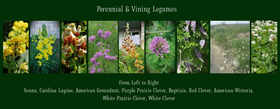 perennials which fix nitrogen