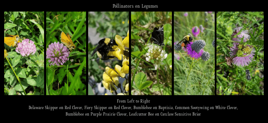 pollinators on legumes
