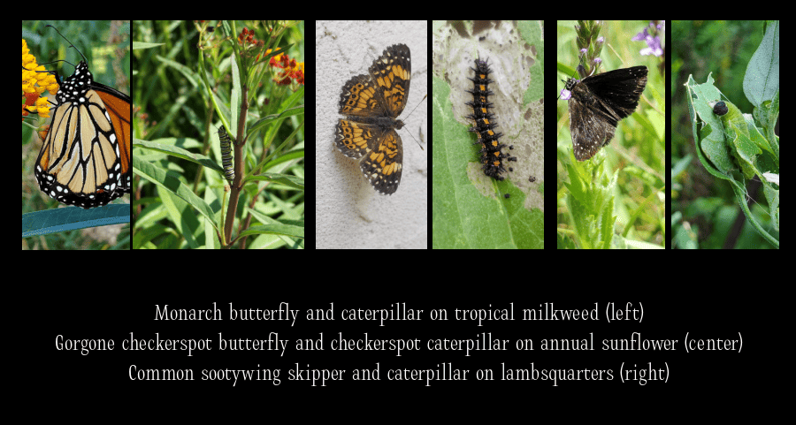 annual host plants for butterfly lovers