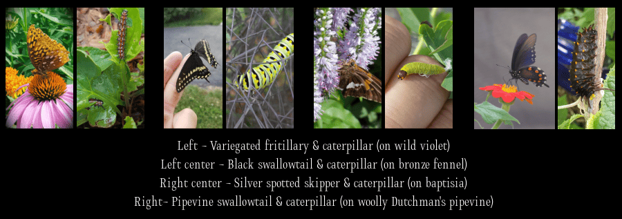 perennials for butterflies