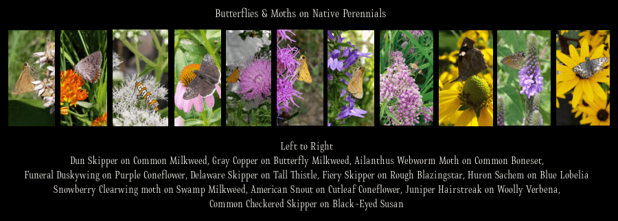 native perennials 