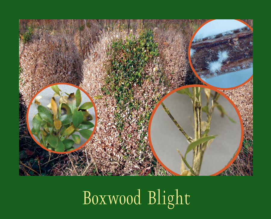 boxwood blight