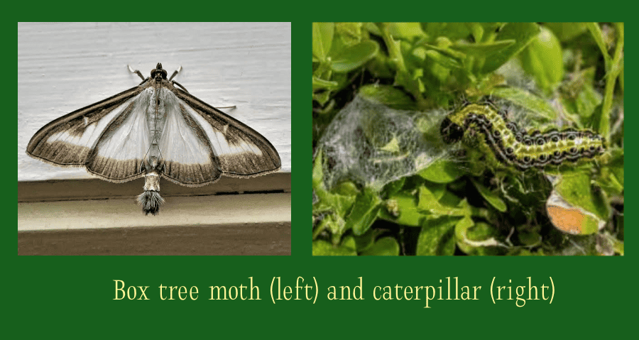 box tree moth