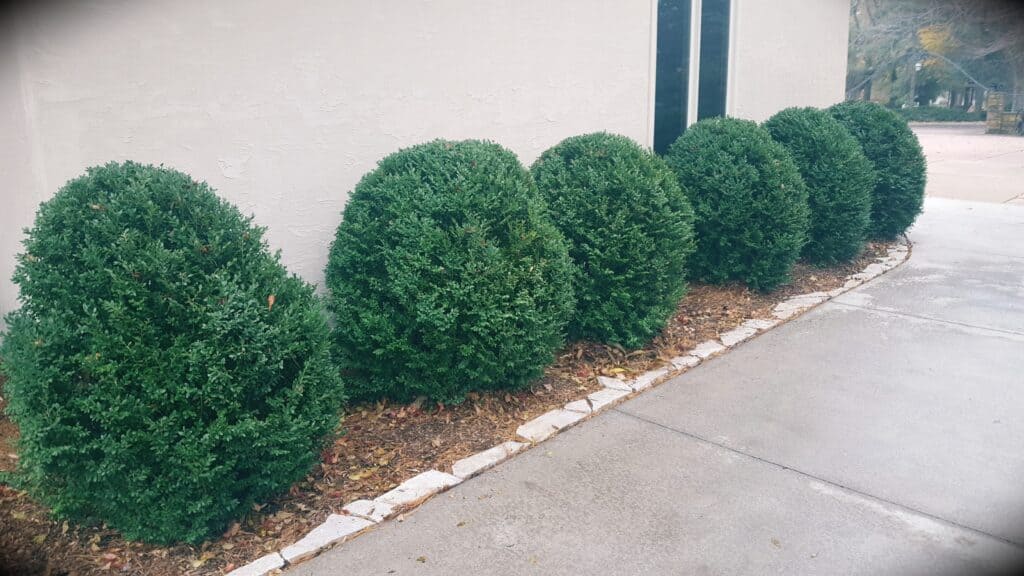 sheared boxwoods