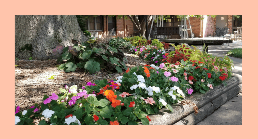 peach fuzz colored impatiens