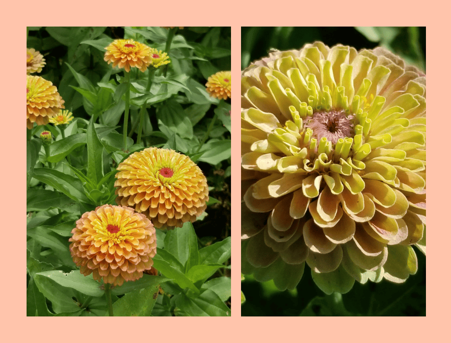 Zinnia Queen Orange Lime