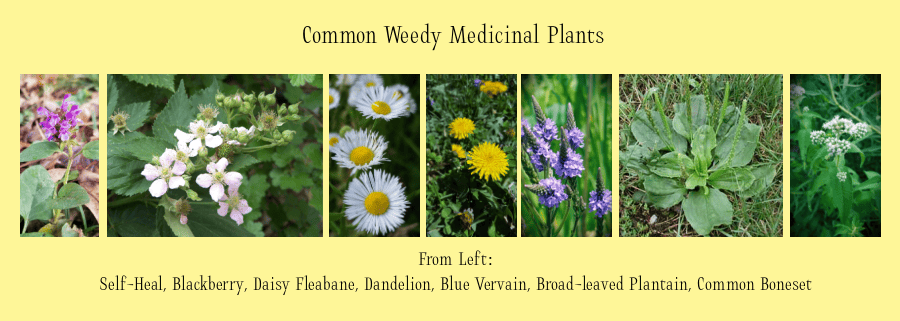 weedy medicinal plants