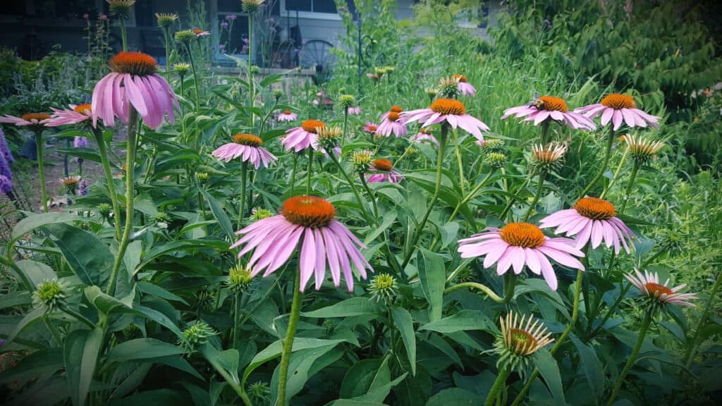 purple coneflowers are medicinal plants