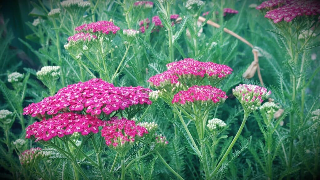 yarrow