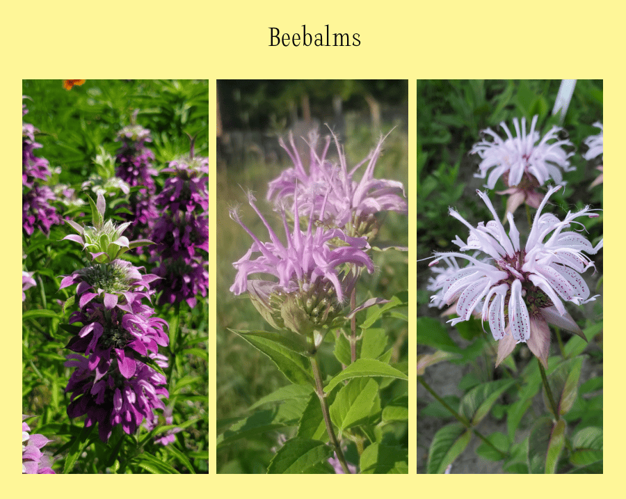 beebalms are medicinal plants